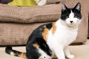 娱乐吃瓜酱三花猫